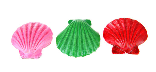 Colorful seashells, isolated on white