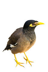 Birds on white background
