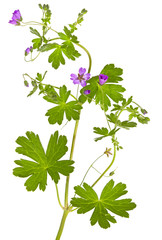 Isolated Malva sylvestris plant