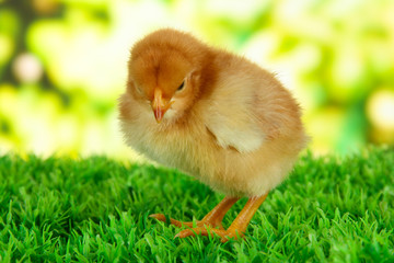 Little chicken on grass on bright background