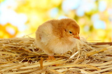 Little chicken on straw on bright background