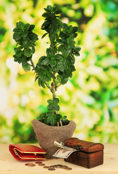 Money tree with money on wooden table on natural background