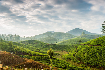 Tea plantations