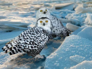 Crédence de cuisine en verre imprimé Hibou Snowy Owl  at ice area