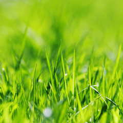 Green grass