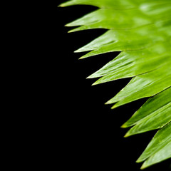 Green leaves over black