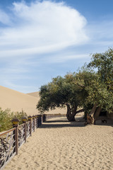 An ancient tree beside the Crescent Spring,Dunhuang of China