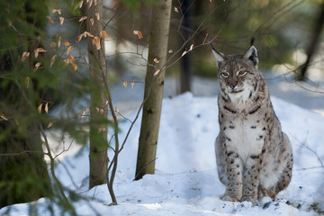 Lynx on the snow background while looking at you