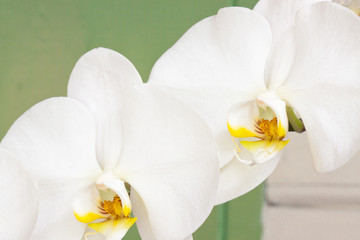 Naklejka na ściany i meble orchidée blanche