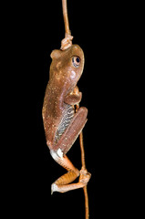 Tree frog