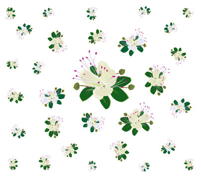 fiori di capperi volanti