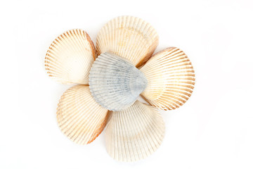 Beautiful sea shells close up white