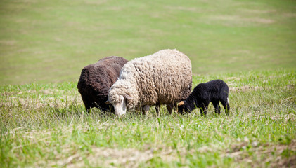Obraz premium Lambs