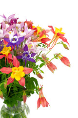 Fototapeta na wymiar columbine flowers of different colors