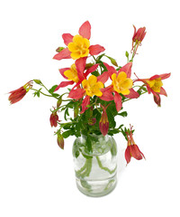 orange and yellow columbines