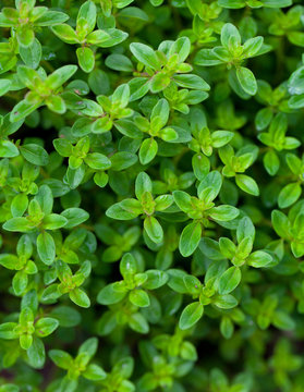 thyme background