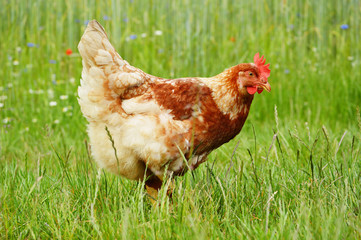 Brown chicken in grass