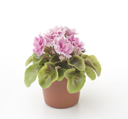 Violet flower in a pot