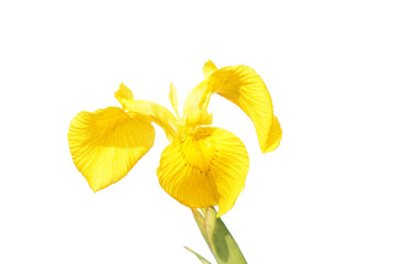 Yellow iris (Iris pseudacorus)