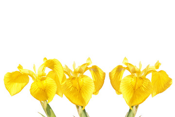 Yellow iris (Iris pseudacorus)