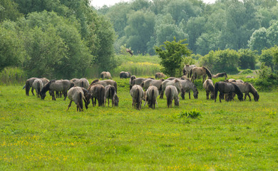 Wild horses in a sunny meadow in spring