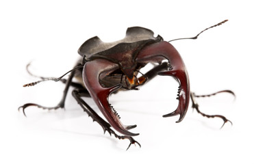 Stag beetle