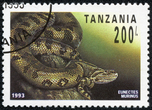 stamp printed in Tanzania shows eunectes murinus