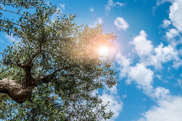 Olive tree