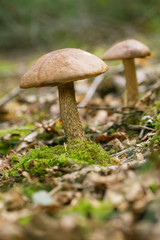 brown cap boletus in a forest scene