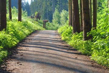 Obraz premium sonniger Waldweg im Juni