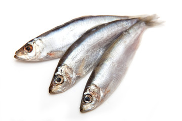 Sprats a small oily fish isolated on a white background
