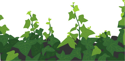 Obraz premium ivy