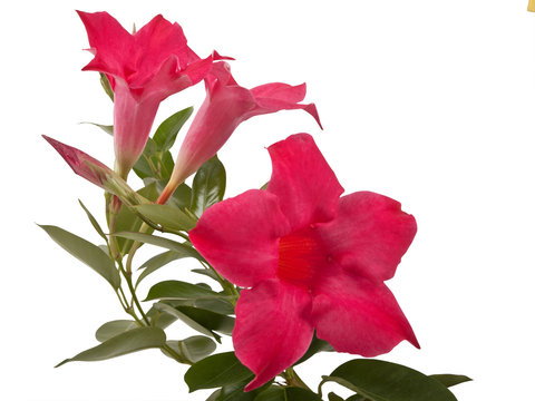 Mandevilla Flowers