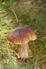 cep mushroom  in a forest scene
