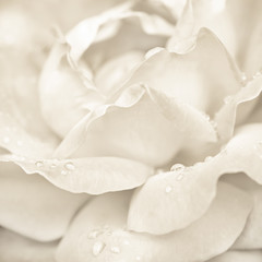 Abstract macro shot of beautiful cream rose flower with drops