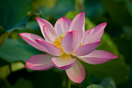 Fototapeta Lotus