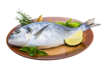 Fresh raw dorada
