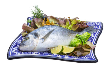 Fresh raw dorada
