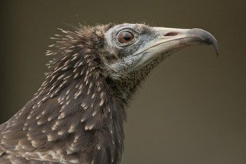 Vulture