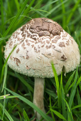 Green-gilled Parasol Mushroom