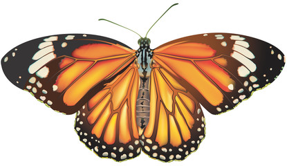 Papillon Monarque. Vue de dos.