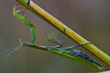 wild side  praying mantis mantodea