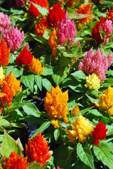 Celosia
