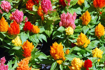 Colorful celosia