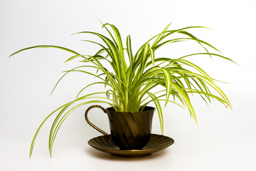 Spider plant in retro tea cup