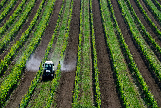 Pestizide spr&uuml;hen mit Traktor im Weingarten