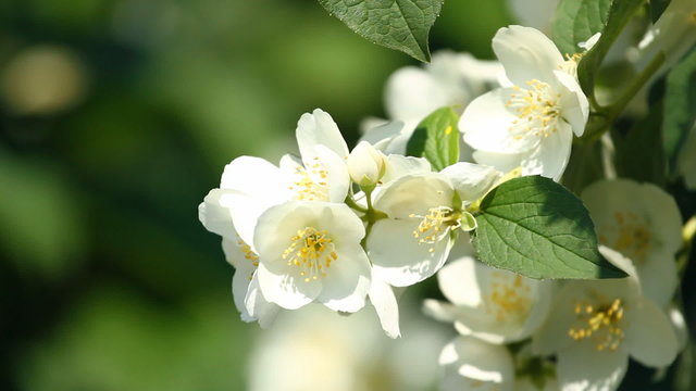 Beautiful blossoming branch of jasmine