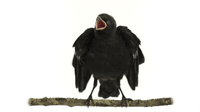 Young western jackdaw perched on a branch and squeaking