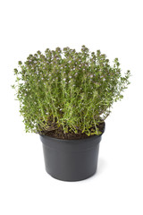 Fototapeta premium Pot of flowering thyme