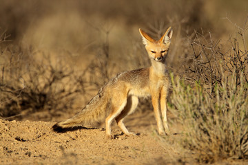 Naklejka na ściany i meble Cape fox, pustyni Kalahari
